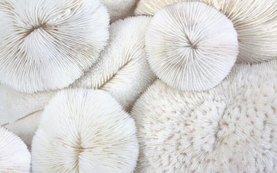 Félelem és szorongás – különbségek, hasonlóságok, mit tehetünk?