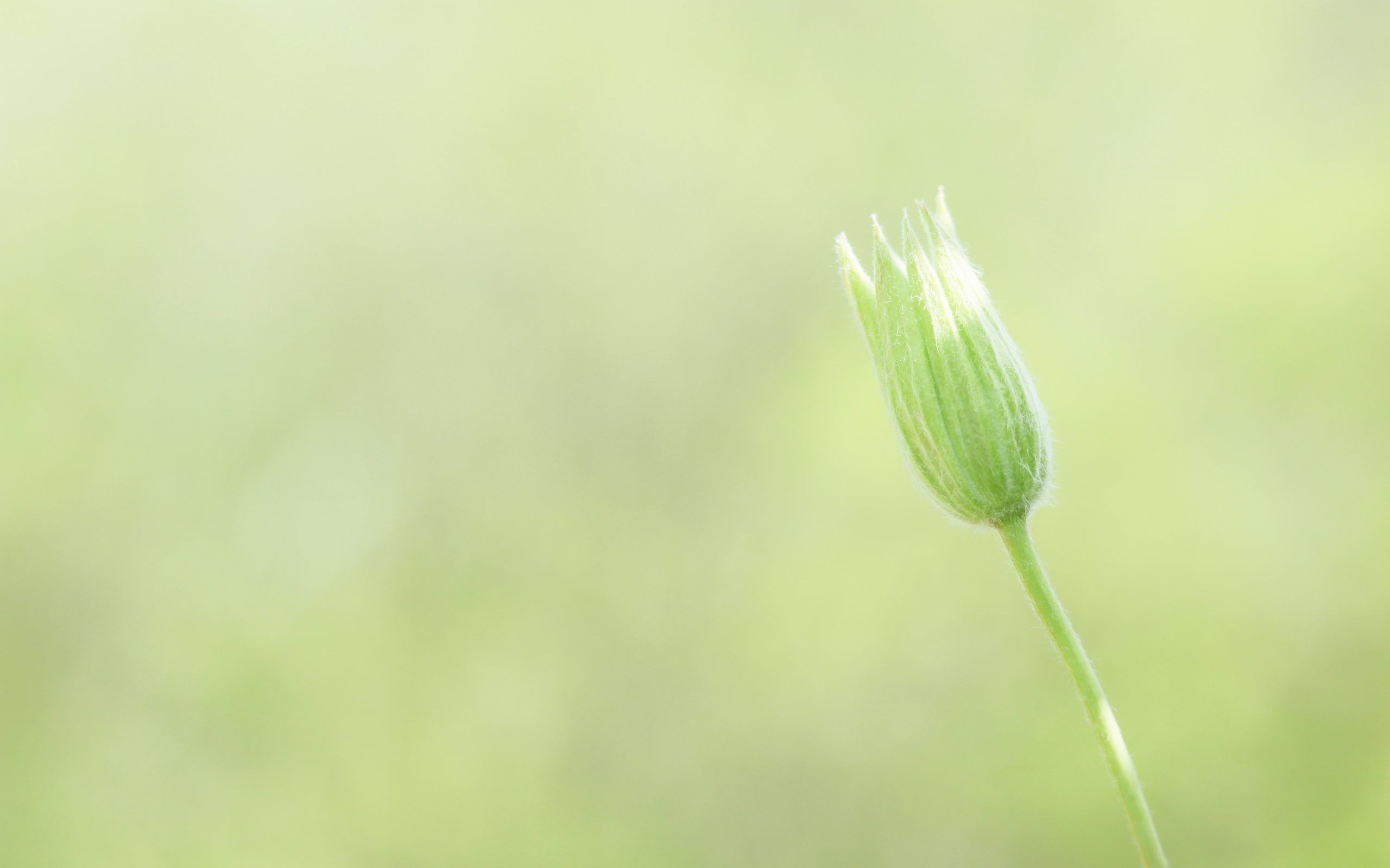 szorongó ambivalens kötődés