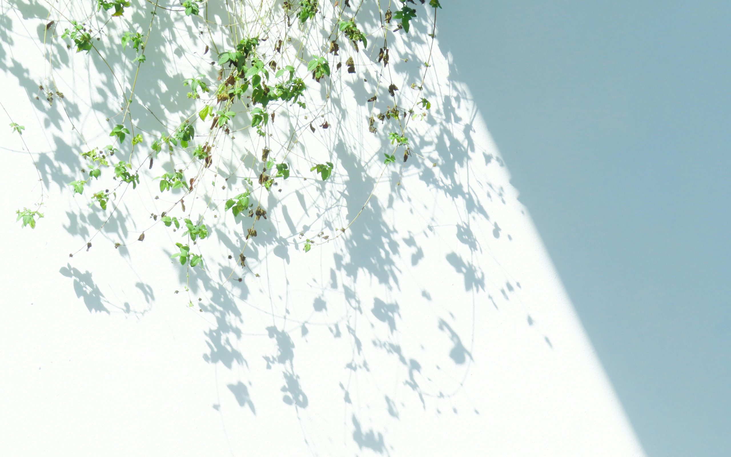 szorongó elkerülő kötődés